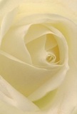 Nestled close and personal, this image draws you seamlessly into the intimate heart of a gentle cream-white rose-an elegant reflection of Sands End's quiet charm. The petals form soft spirals, their texture suggesting silk kissed by morning dew on a tranquil stroll beside the Thames. Subtle shadows play in the creases of each ivory fold, generating both a peaceful stillness and a hint of quiet drama beneath the flower's serene exterior. The overall feeling is one of deep calm, reminiscent of a contemplative pause in Imperial Wharf Gardens-a place for reflection, sympathy, or celebrating new beginnings. For a local florist, this rose typifies reverence: every petal lovingly shaped, each curve conveying both the vulnerability and strength needed for meaningful occasions. There's an unspoken sweetness in its imagined scent, lingering delicately in the air with the grace and sensitivity unique to Sands End. This close perspective brings forth not just the rose's visual splendor, but the artistry and heart that transform it into an unforgettable floral gesture, ready to comfort, inspire, or quietly celebrate life's milestones within our cherished community.